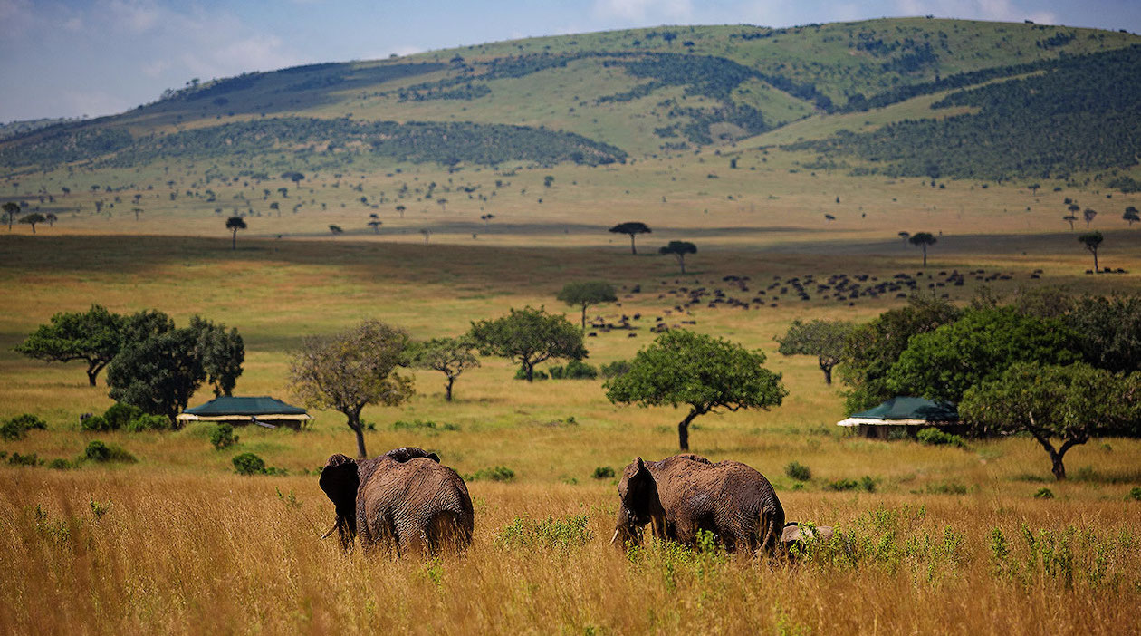 background image for - The Best 6-Day Kenya Safari