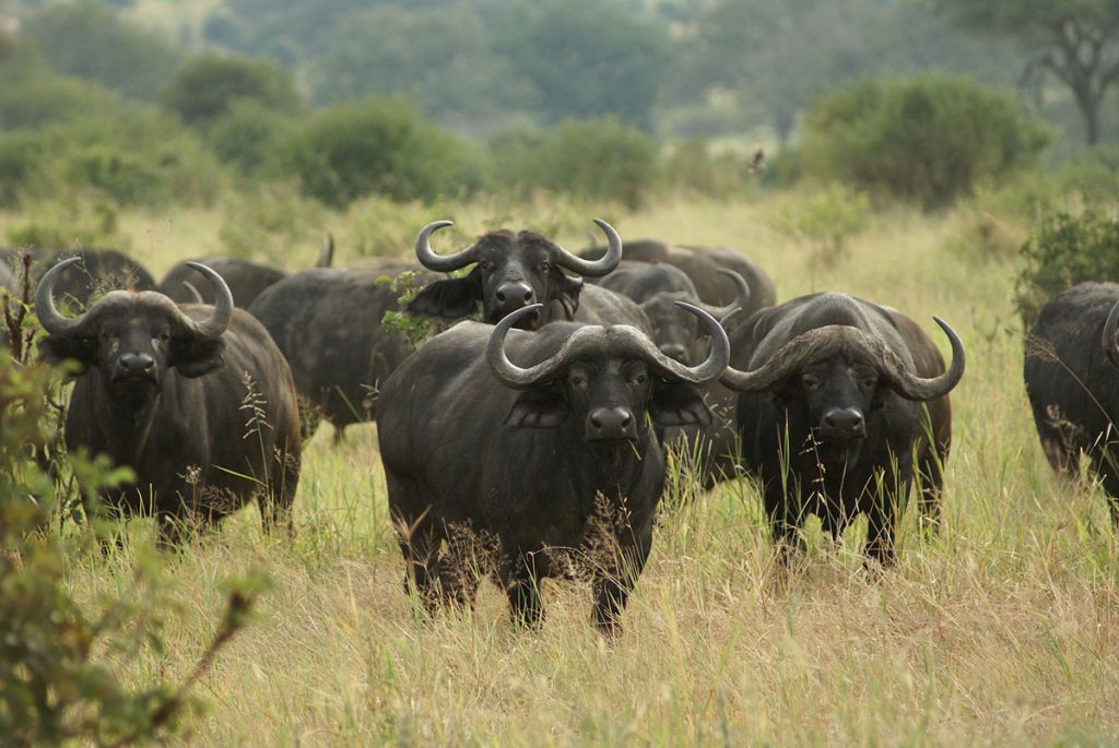 Image number 6 for Experience Maasai Mara: 3-Day Safari In 4x4 Jeep
