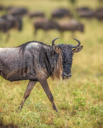 background image for - Lake Manyara, Serengeti, Crater & Tarangire Park