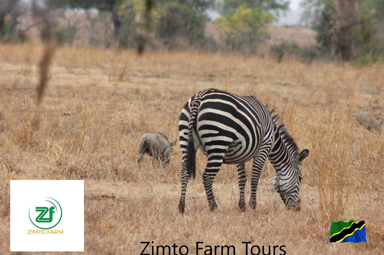 background image for - Private Safari -visit Mikumi  @usd$ 660 