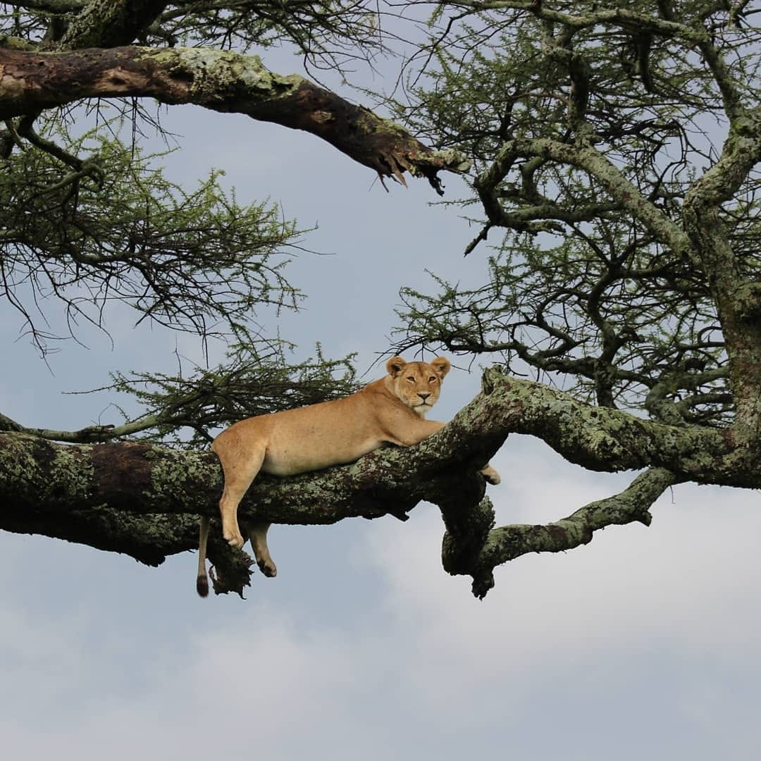 Image number 3 for 4 Days Safari- Tarangire Serengeti & Ngorongoro
