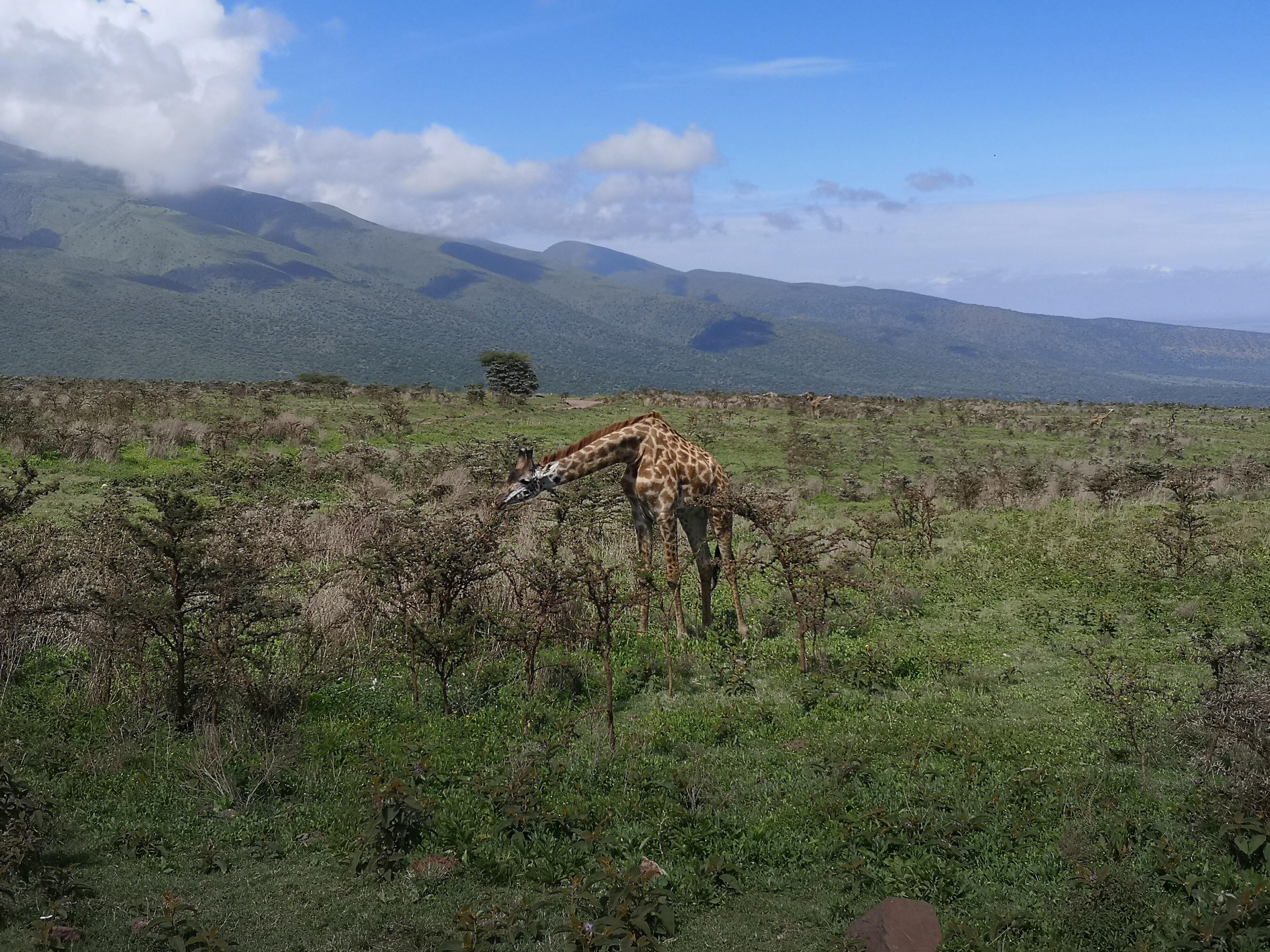 background image for - Big5 Short Safari 