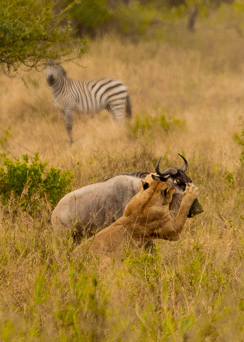 Image number 5 for Midrange Luxury Safaris