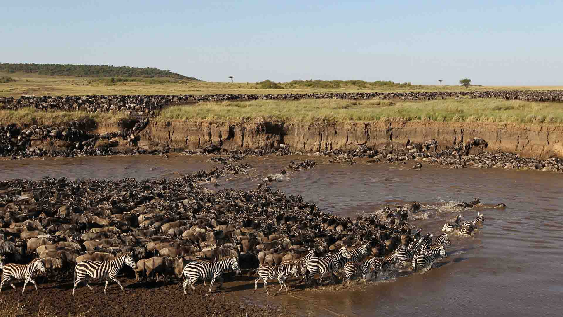 Image number 6 for 5 Days 4 Nights Serengeti,lake Manyara, Tarangire & Ngorongoro Crater