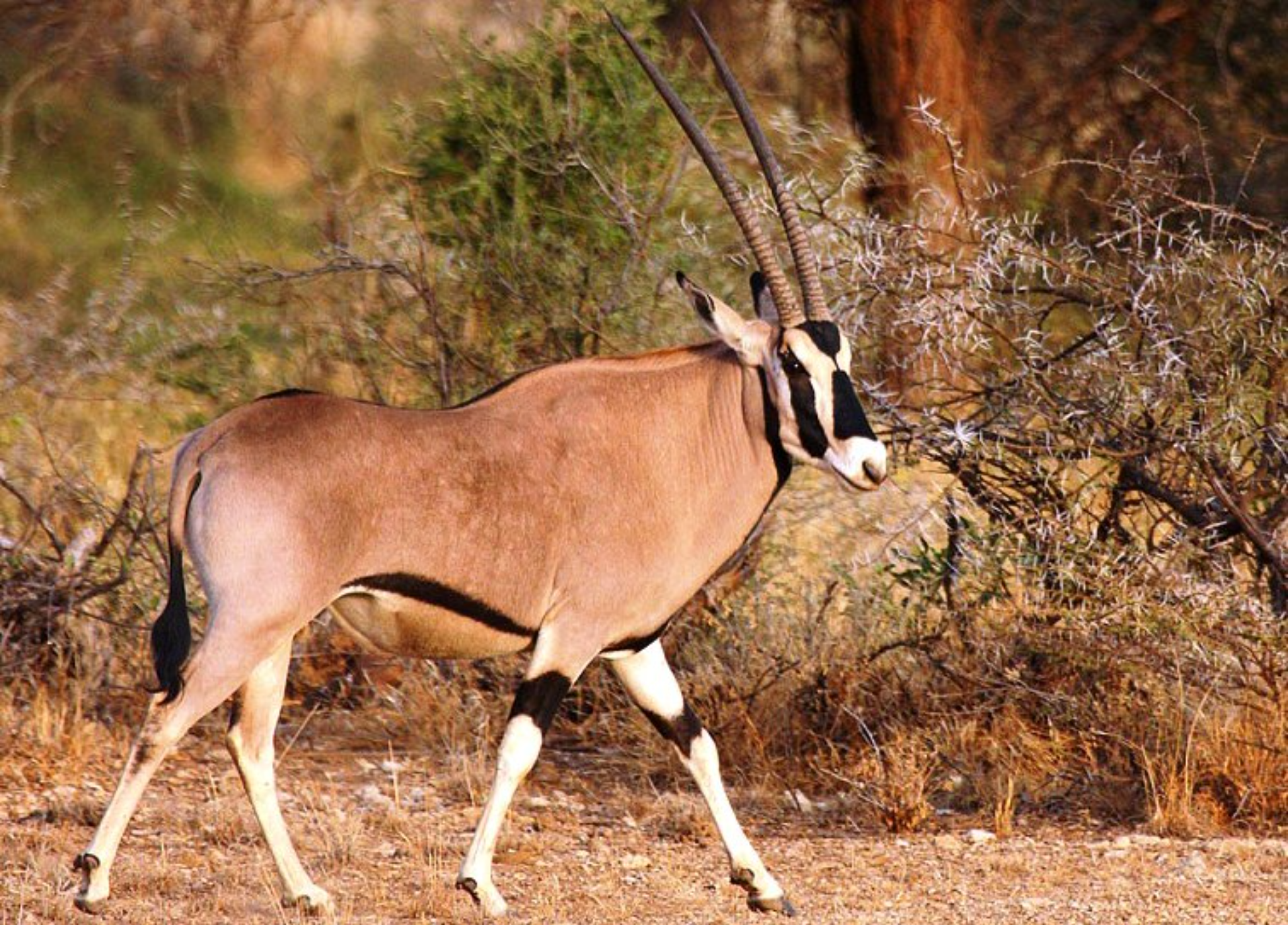 background image for - Awash National Park Wildlife Safari Tour