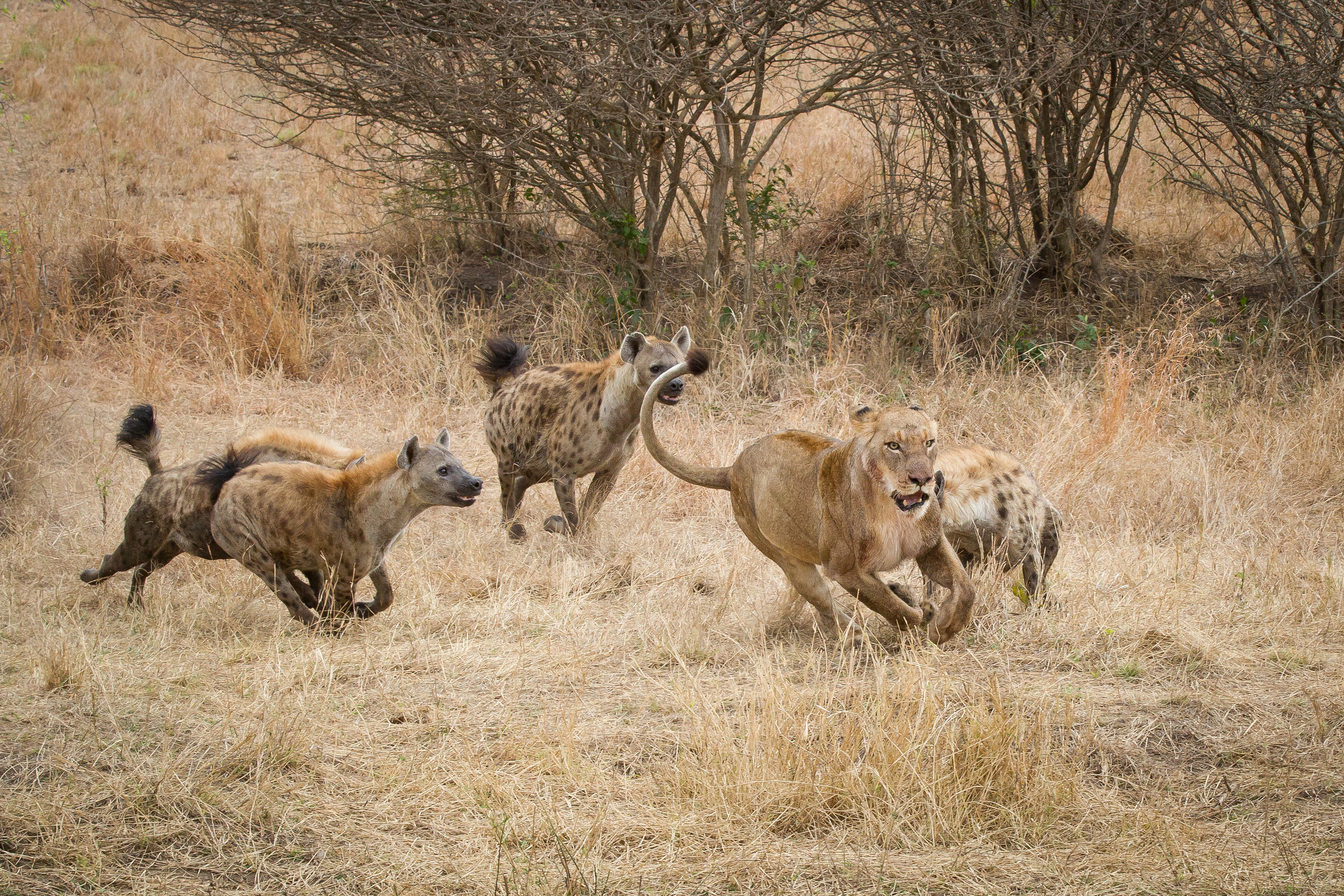Image number 3 for 4days Midrange Northern Zone Safari