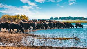 Image number 6 for The Best Of Camping Joining Safari