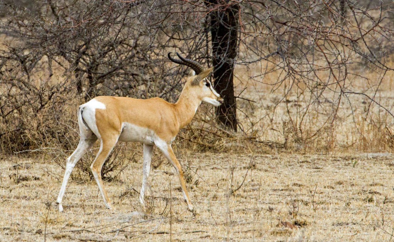 Image number 2 for 13 Days Ethiopia Birdwatching Photographer Safari 