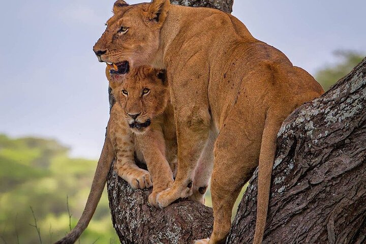 background image for - Tarangire National Park