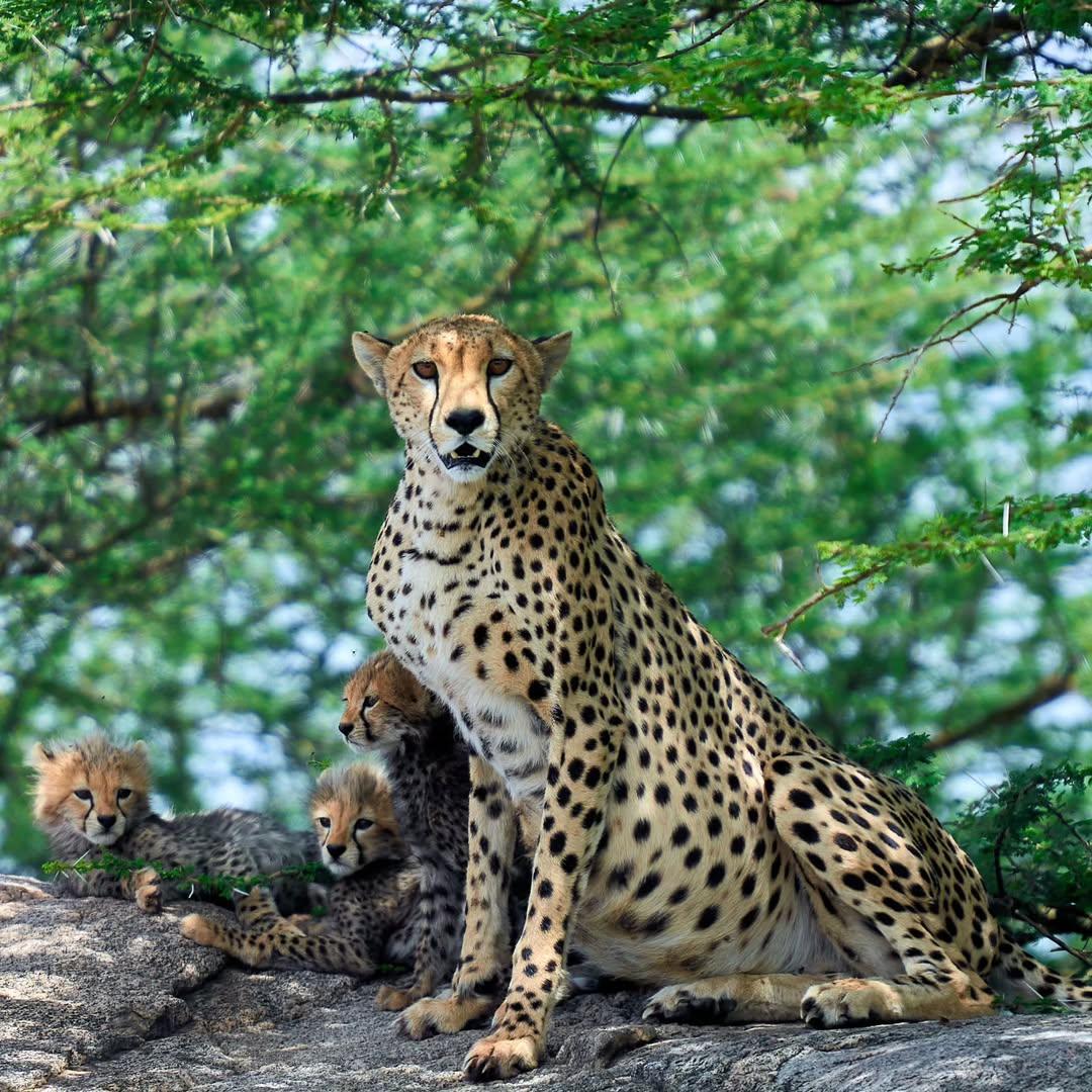 background image for - Tanzania Safari 2 Days