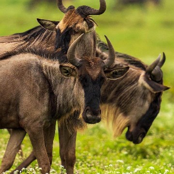 Image number 1 for Serengeti Migration Safari With Kiliclimb Africa Safaris