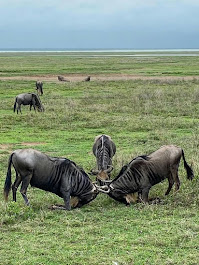 Image number 2 for Arusha National Park Day Trip