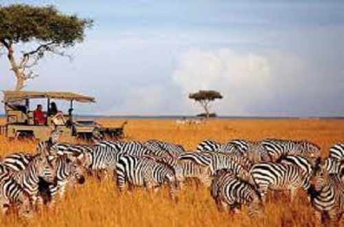 Image number 19 for  4 Days Serengeti Calvin season safari