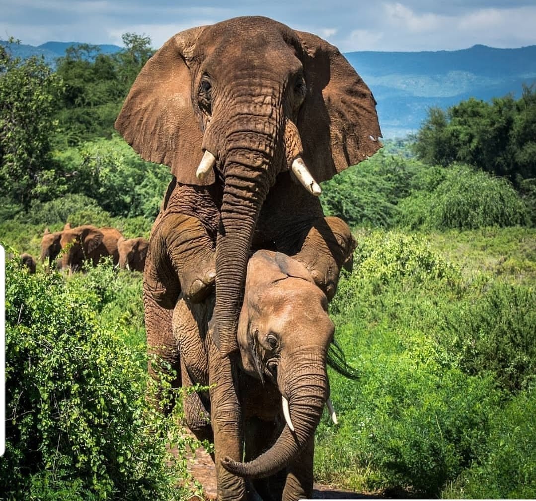 Image number 2 for 2 Day : Ruaha National Park From Iringa