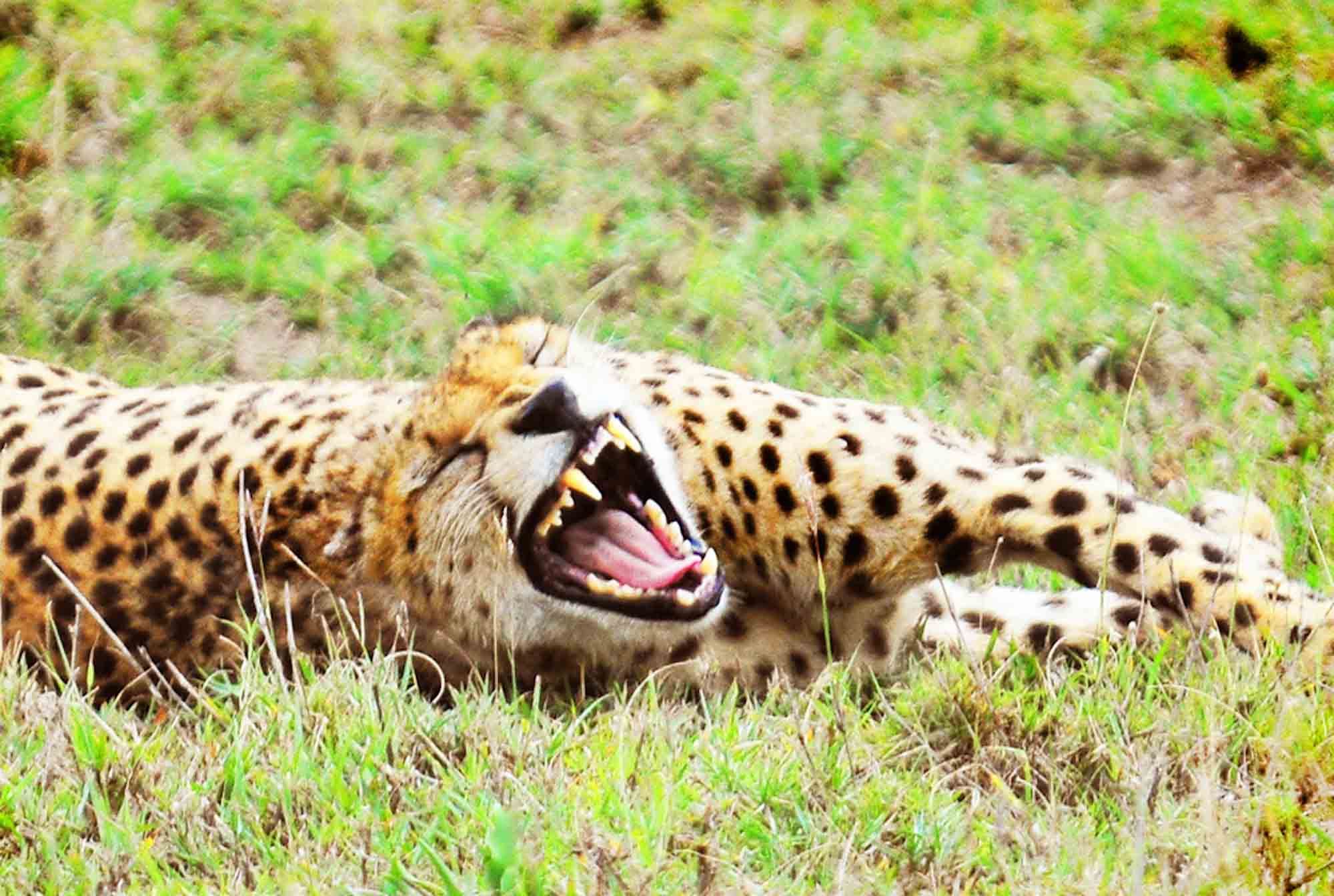 Image number 3 for 2 Day : Ruaha National Park From Iringa