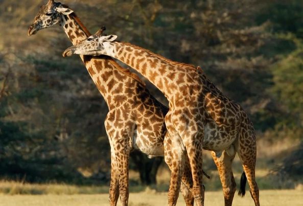 Image number 2 for 5-Day Safari – whispers Of The Wild