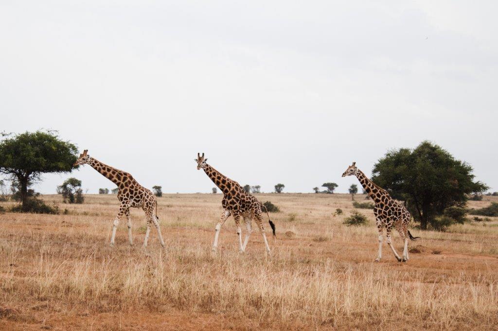 background image for -  6 Days Tanzania Sharing Safari