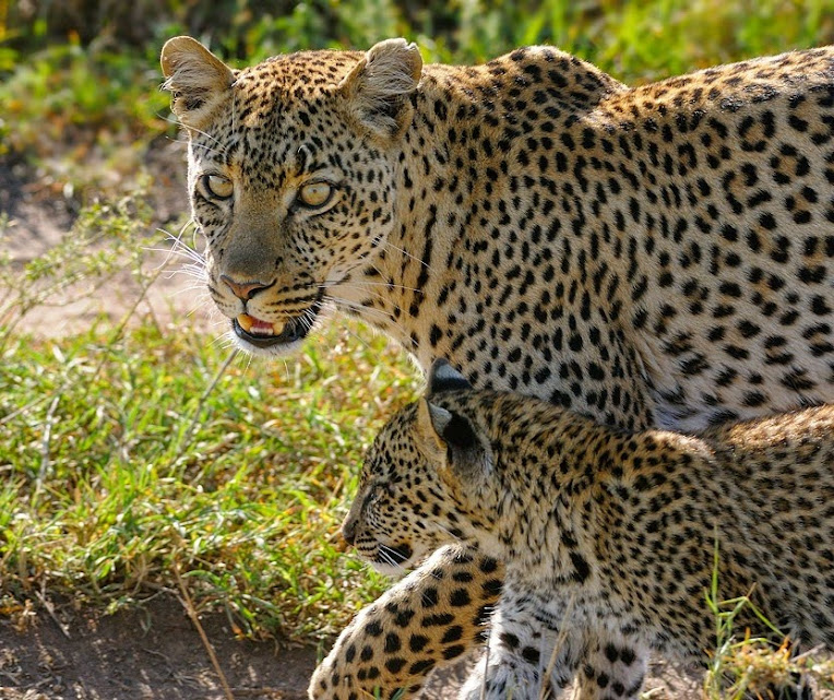 Image number 4 for High-end Tanzania Safari