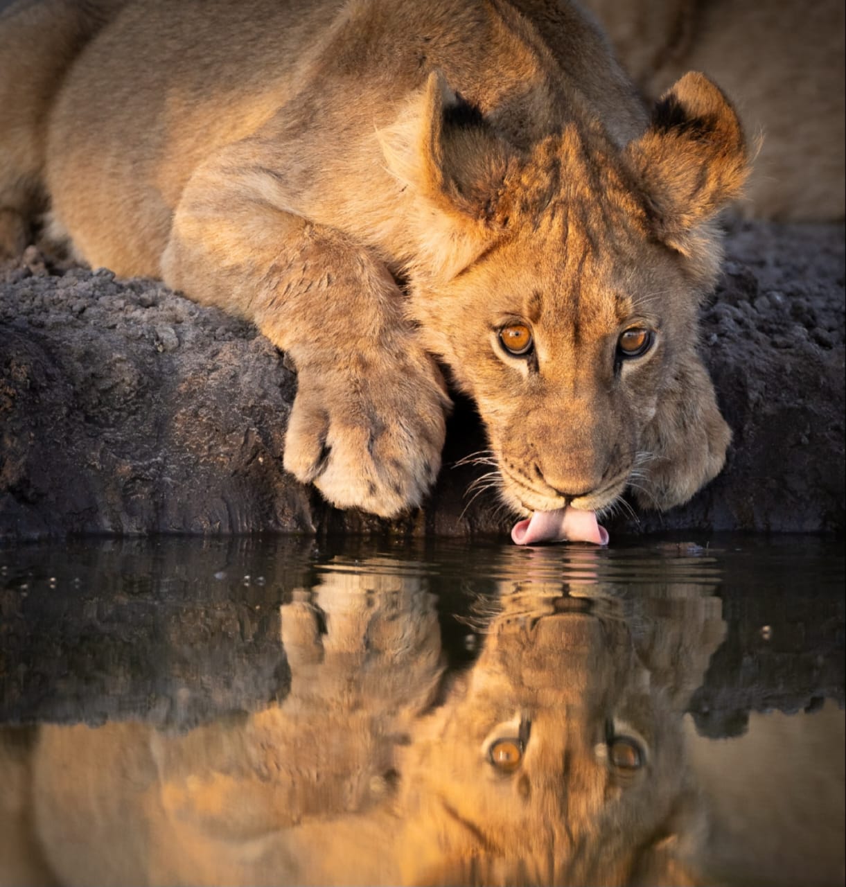 Image number 2 for 5-Day Nyerere & Mikumi National Parks Wildlife Safari