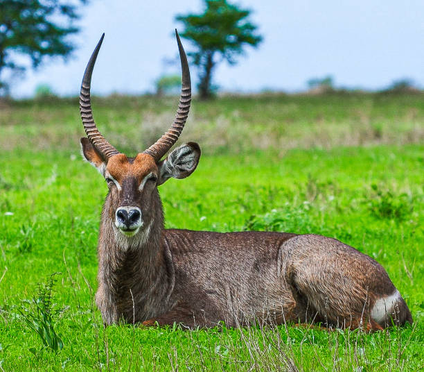 background image for - A Comprehensive Safari Tour