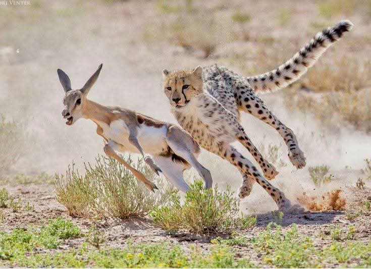 background image for - Budget Joining Camping Safari In Tanzania