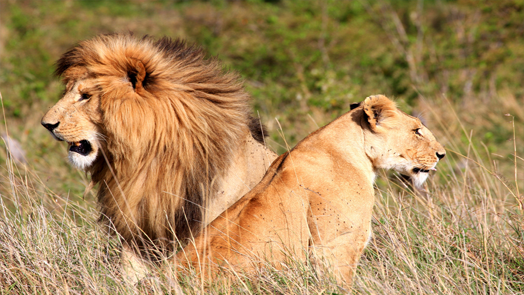Image number 2 for Discover Amboseli & Tsavo’s Wildlife  Safari