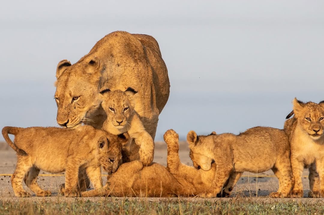 Image number 1 for 1-Day-trip-mikumi-national-park