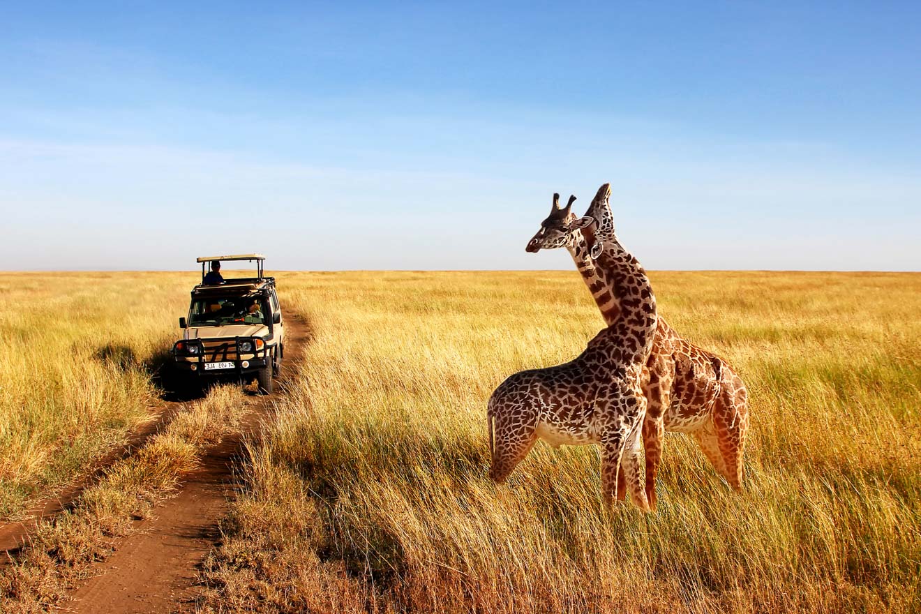 background image for - 2 Days Sharing (joining) Tanzania Safari