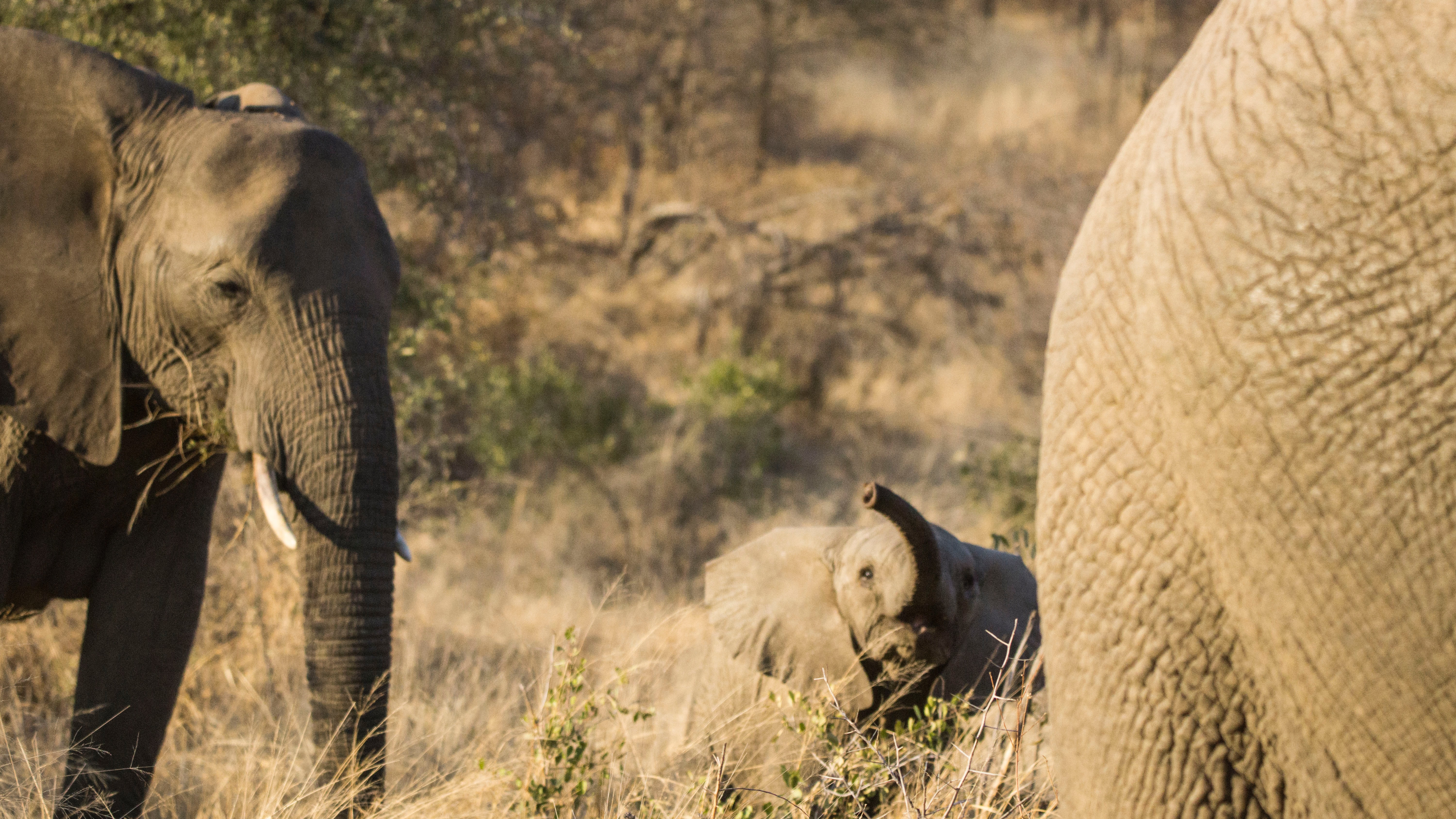 background image for - Safari Day Trip To Mikumi From Zanzibar