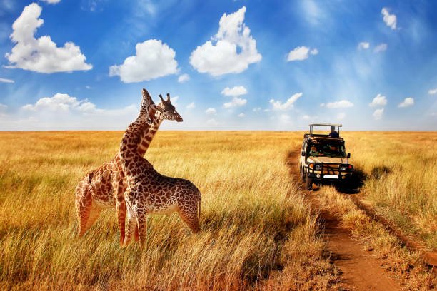 background image for - 6-tägige Tour Tarangire,ngorongoro-serengeti
