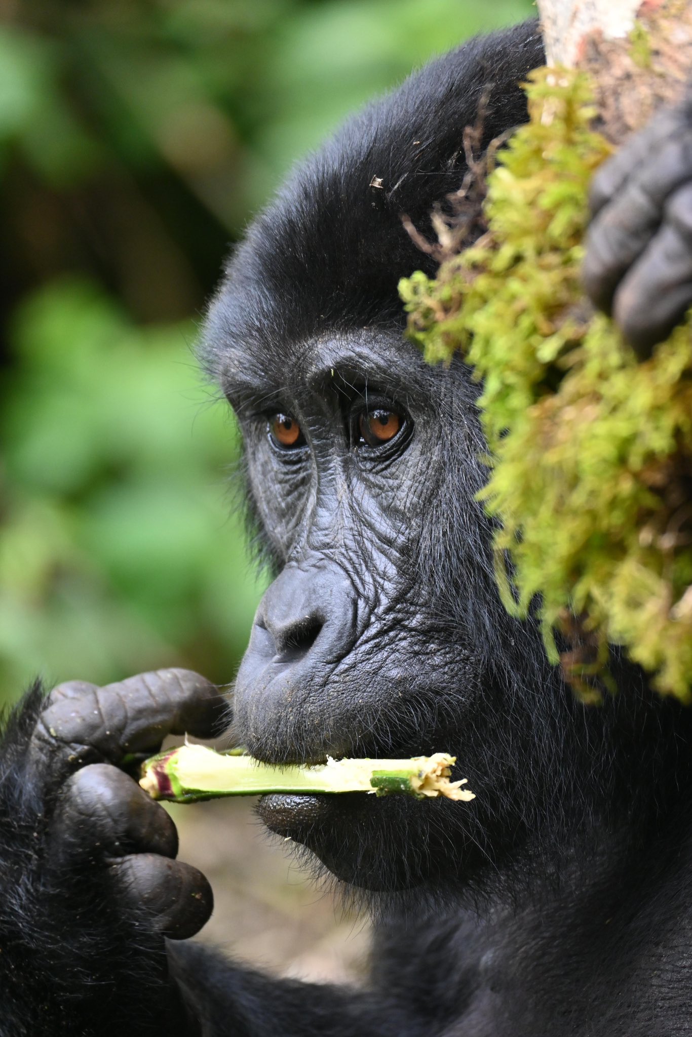 background image for - Wild Uganda: 7-Day Primate & Gorilla Safari 