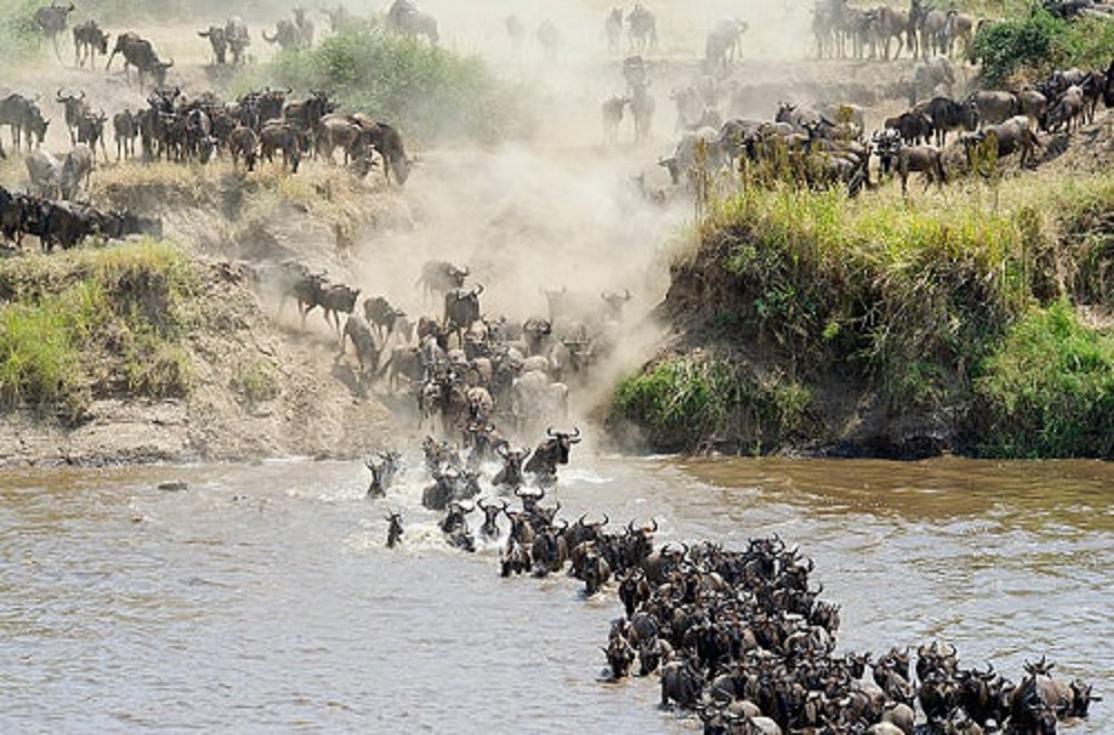 background image for - Best 9 Days Serengeti Migration Safari