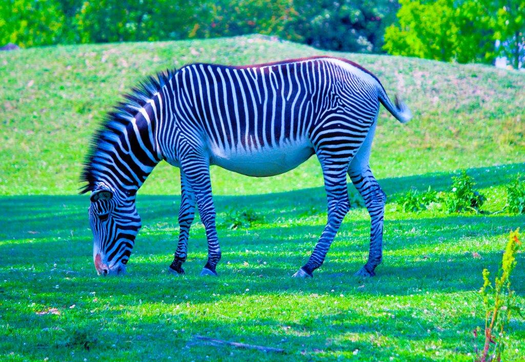 background image for - 3 Days Tanzania Private Safari