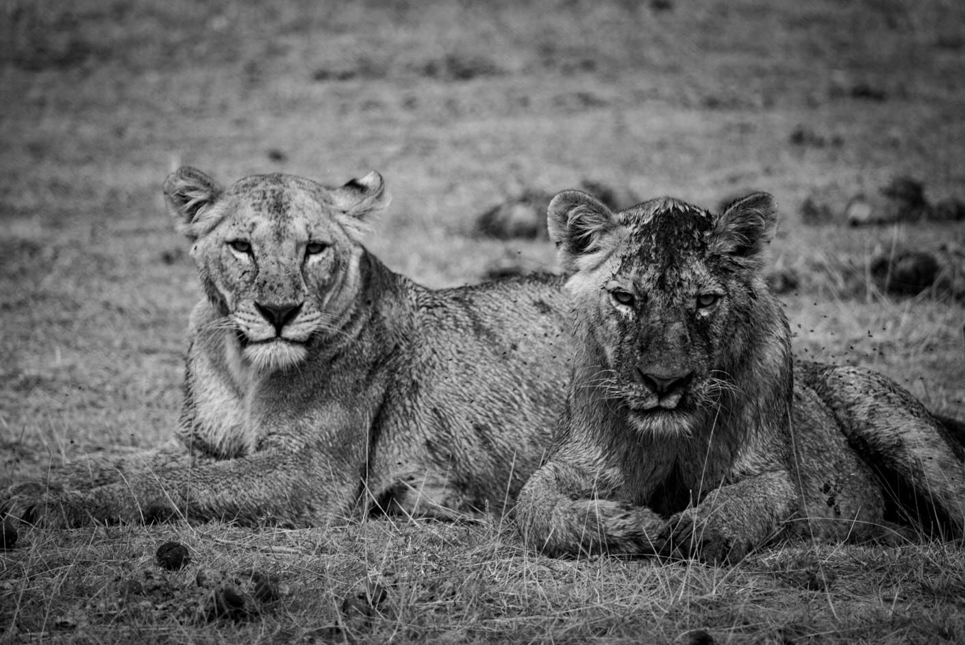 background image for - Budget Tanzania safari