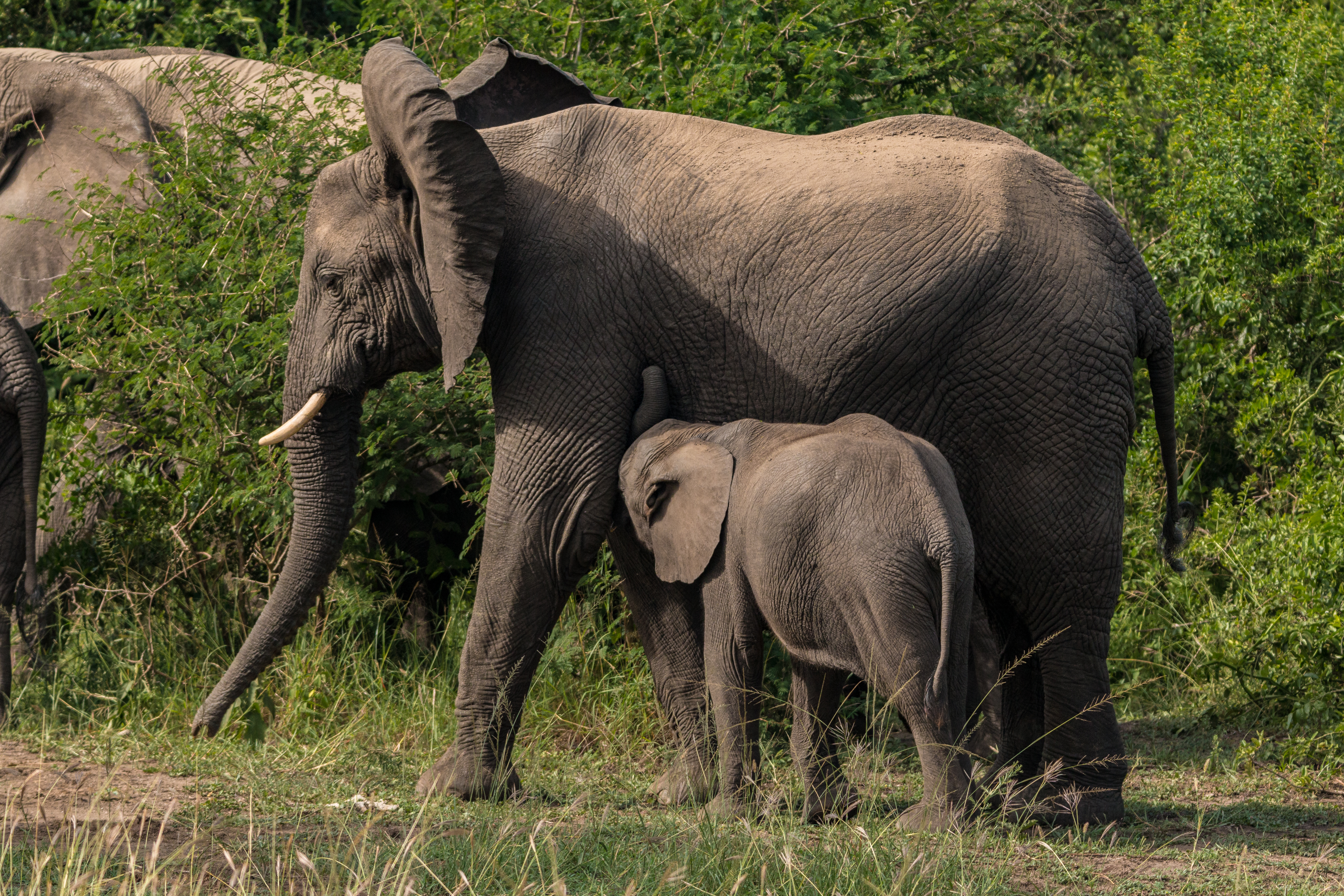 background image for - 7-Days Gorilla & Chimpanzee Safari Tour.