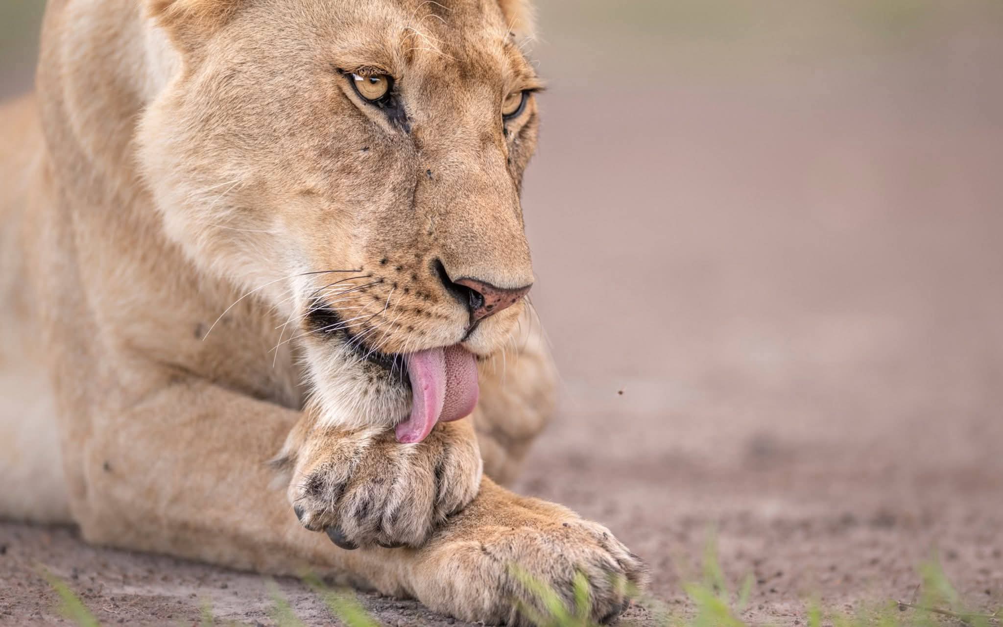 Image number 12 for Luxury Safari Experience Tarangire And Ngorongoro 