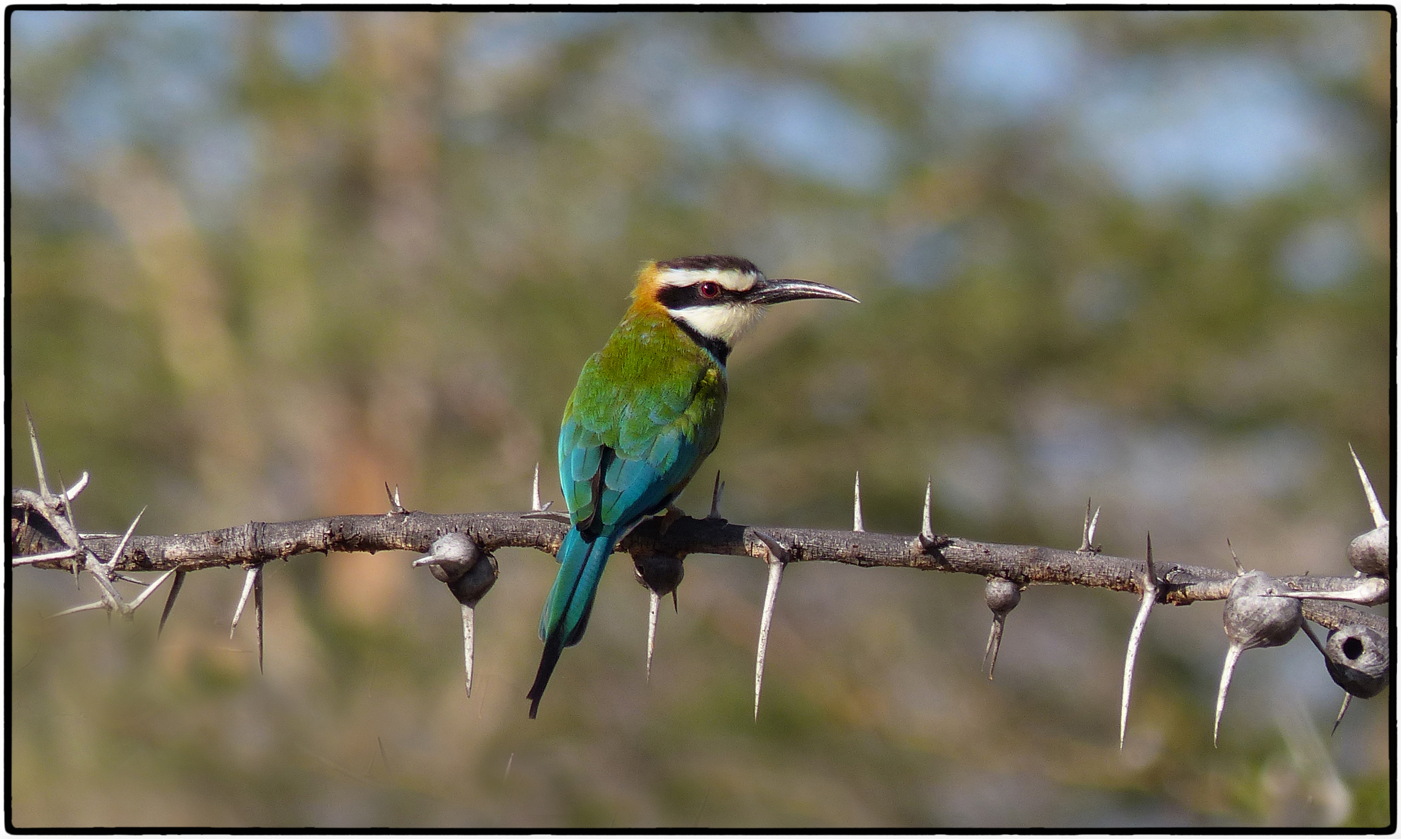 background image for - 3 Days - Tanzania Private Safari Manyara