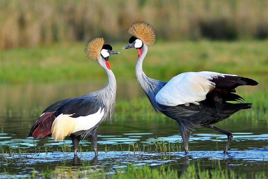Image number 3 for Half Day : Nyerere National Park (ex Selous Gr)