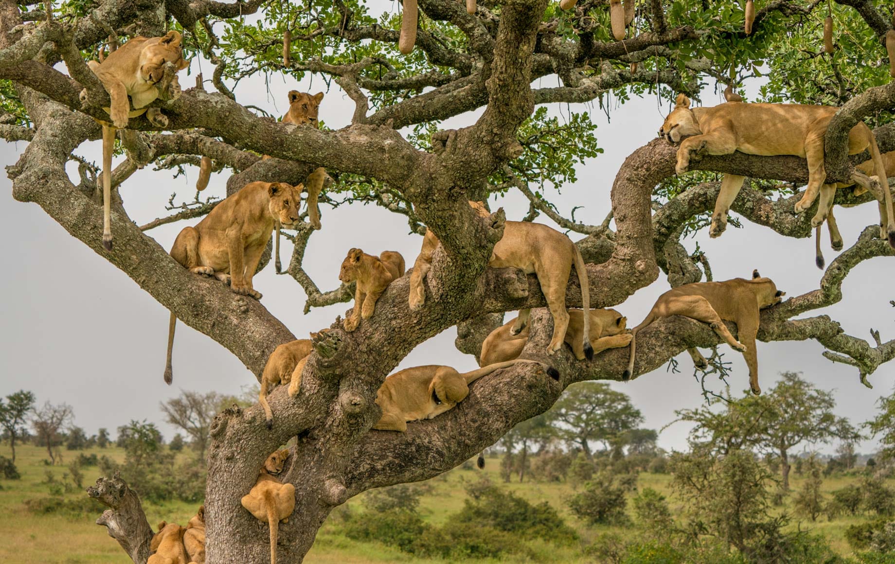 background image for - 4-Day Tanzania's Greatest Safari