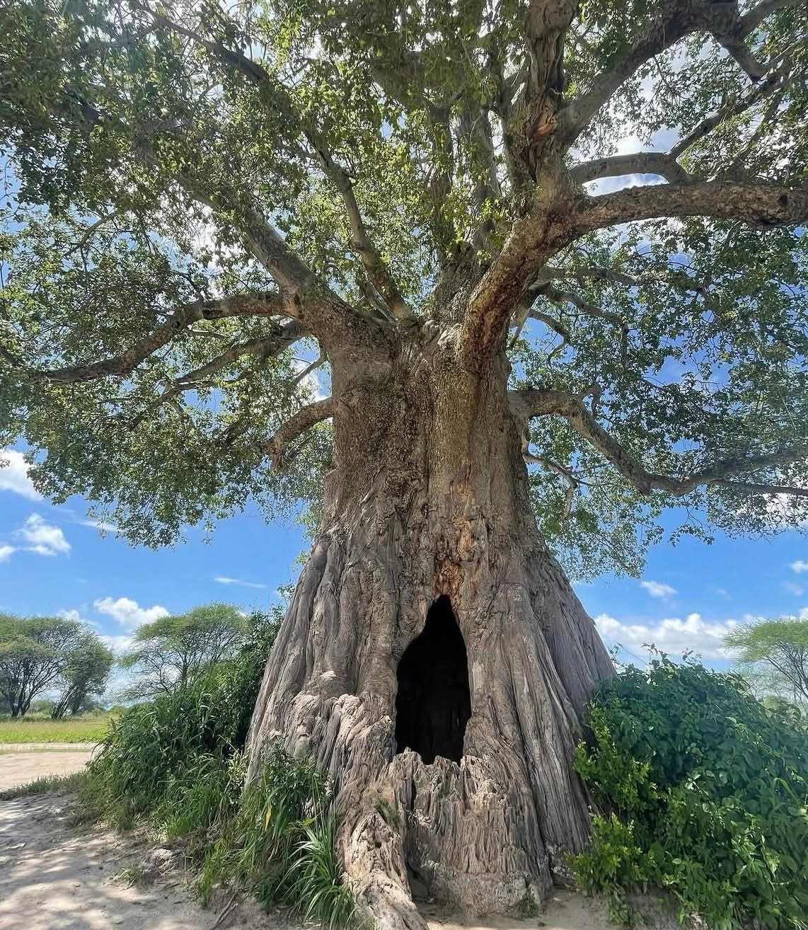 Image number 4 for Tarangire, Serengeti And Ngorongoro Crater