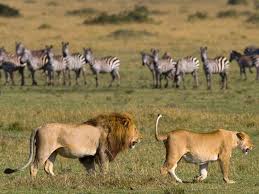 Image number 2 for Tarangire National Park Day Trip