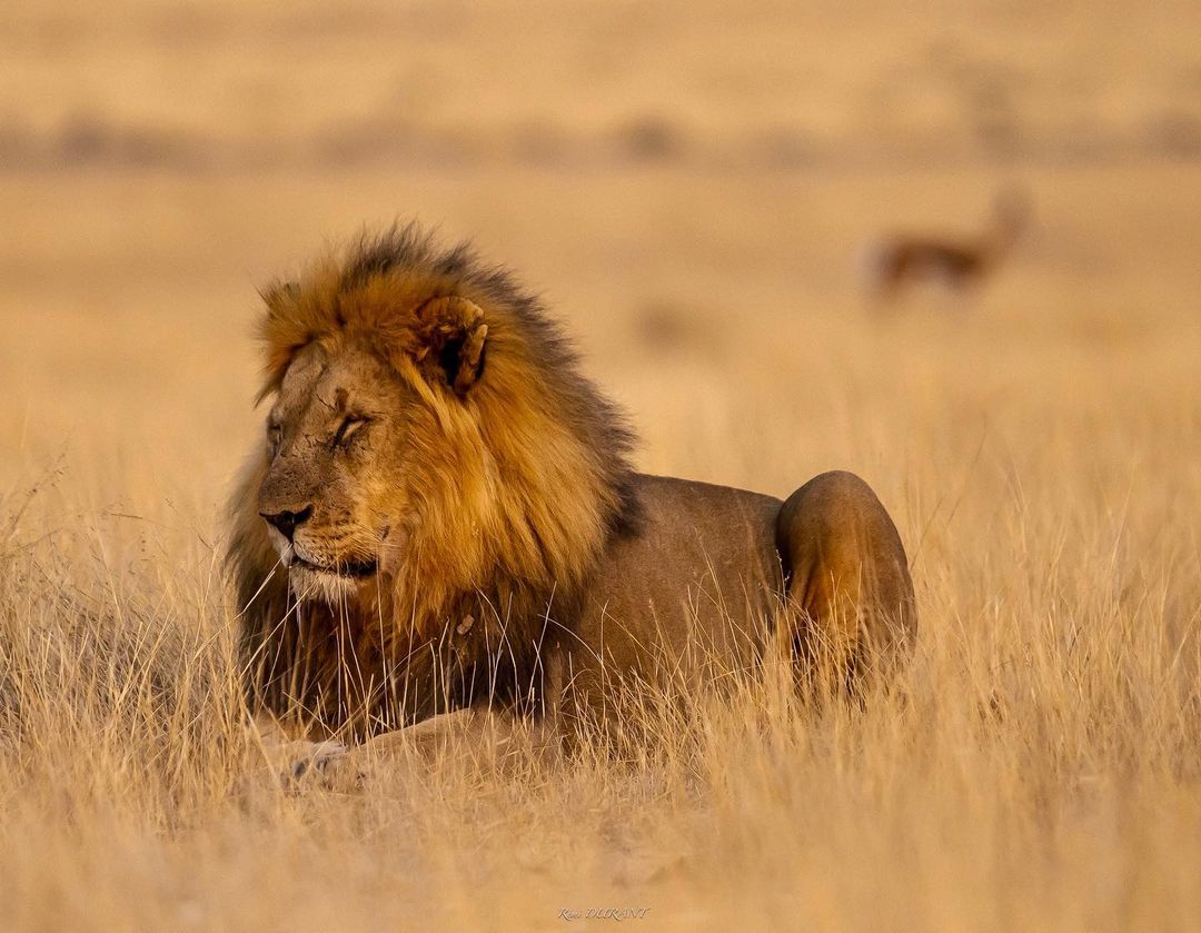 Image number 3 for 4 Days Tarangire, Serengeti & Ngorongoro