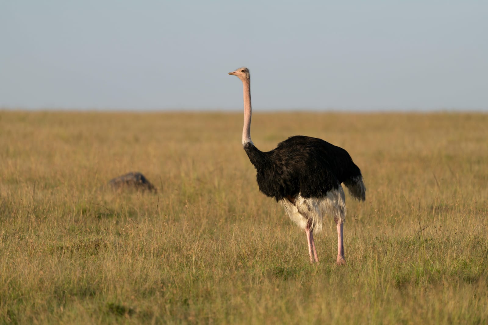 Image number 1 for 5 Days / 4 Nights Masai Mara, Lake Nakuru & Lake Naivasha Safari.