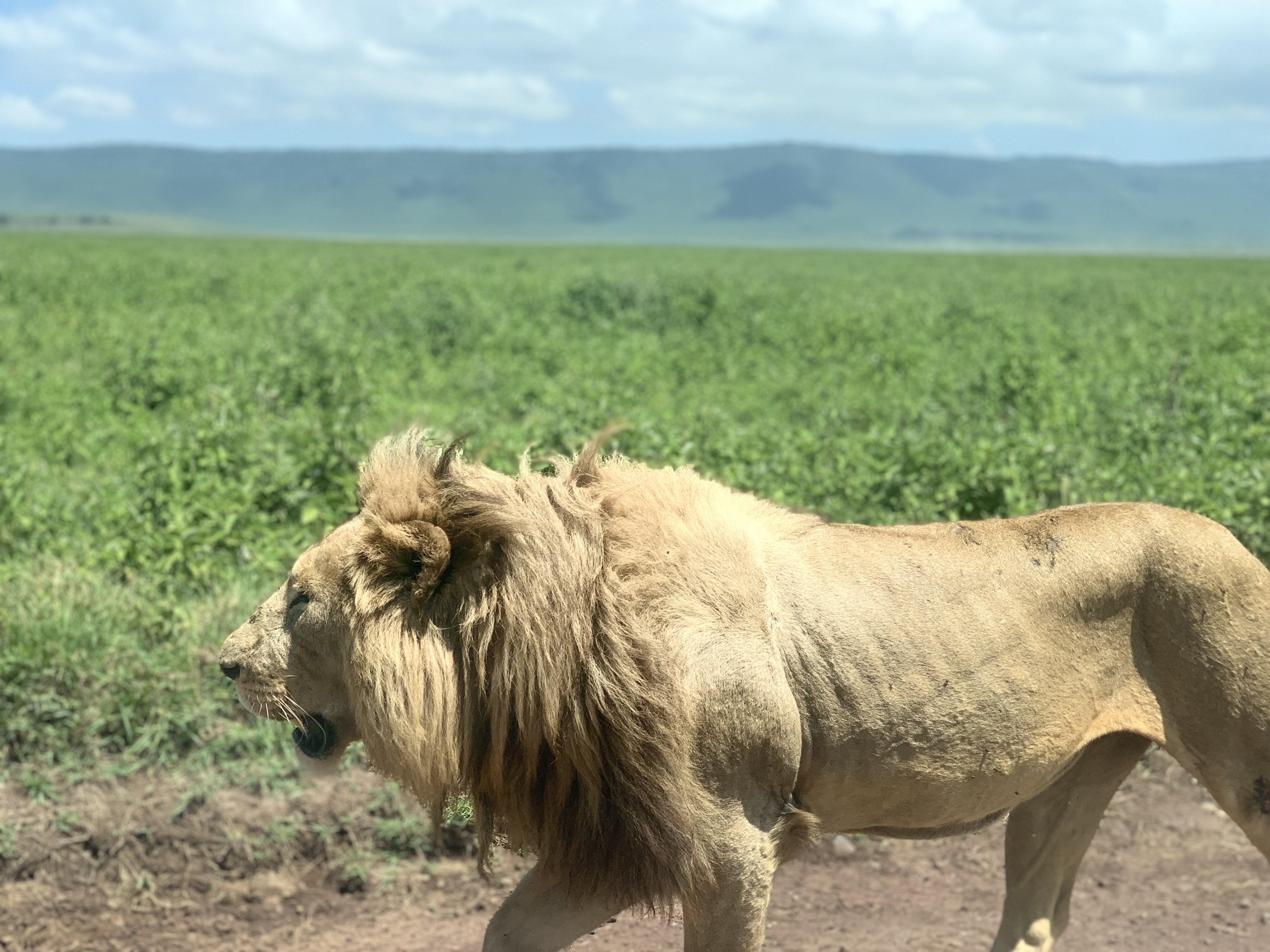 background image for - 3 Days Tanzania Budget Group Joining Safari 