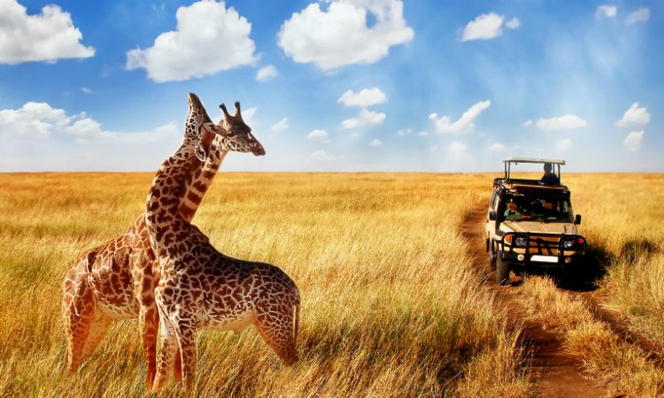 background image for - Tanzania Camping Safaris
