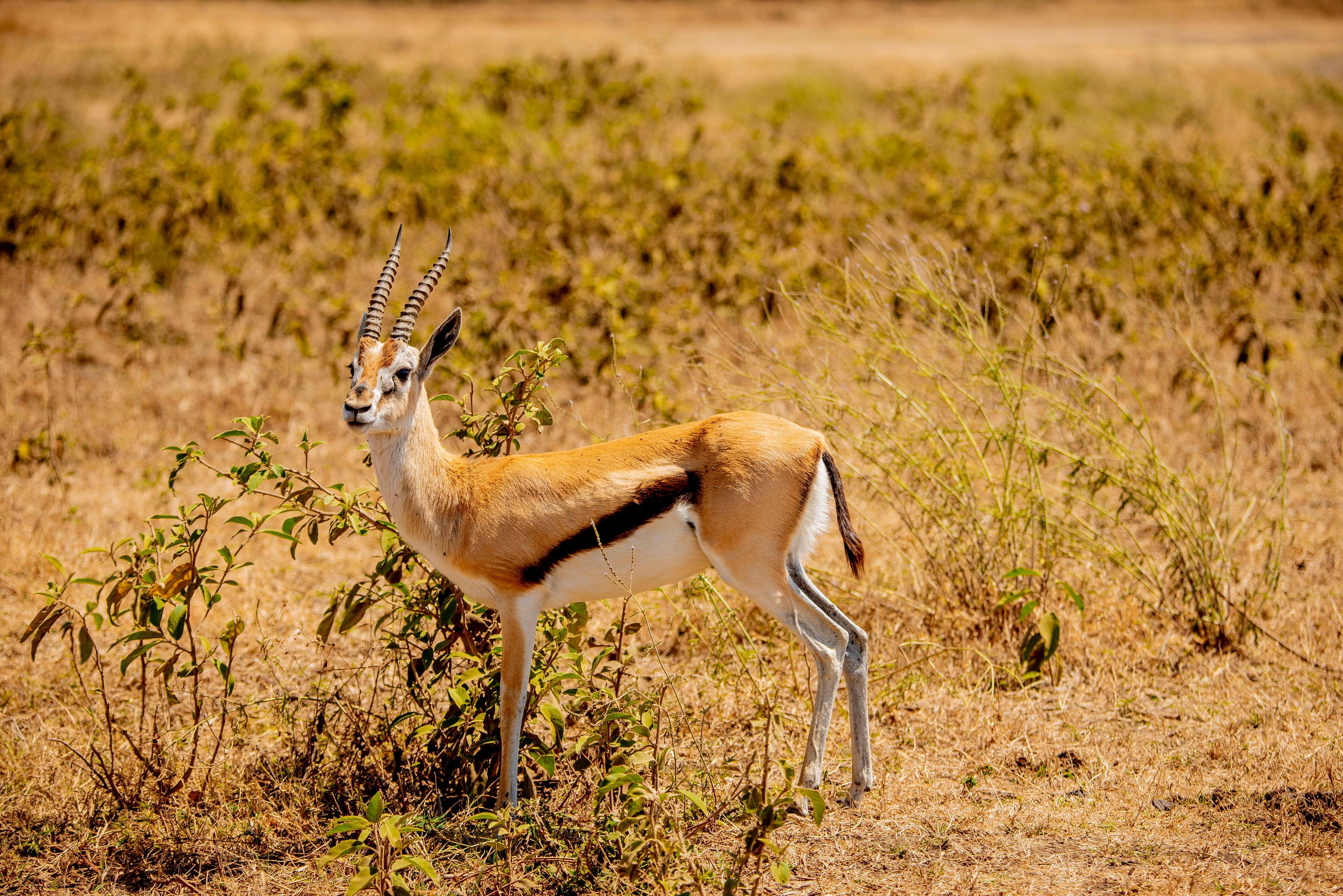 Image number 4 for Land Of Giants - Tarangire Safari From Zanzibar