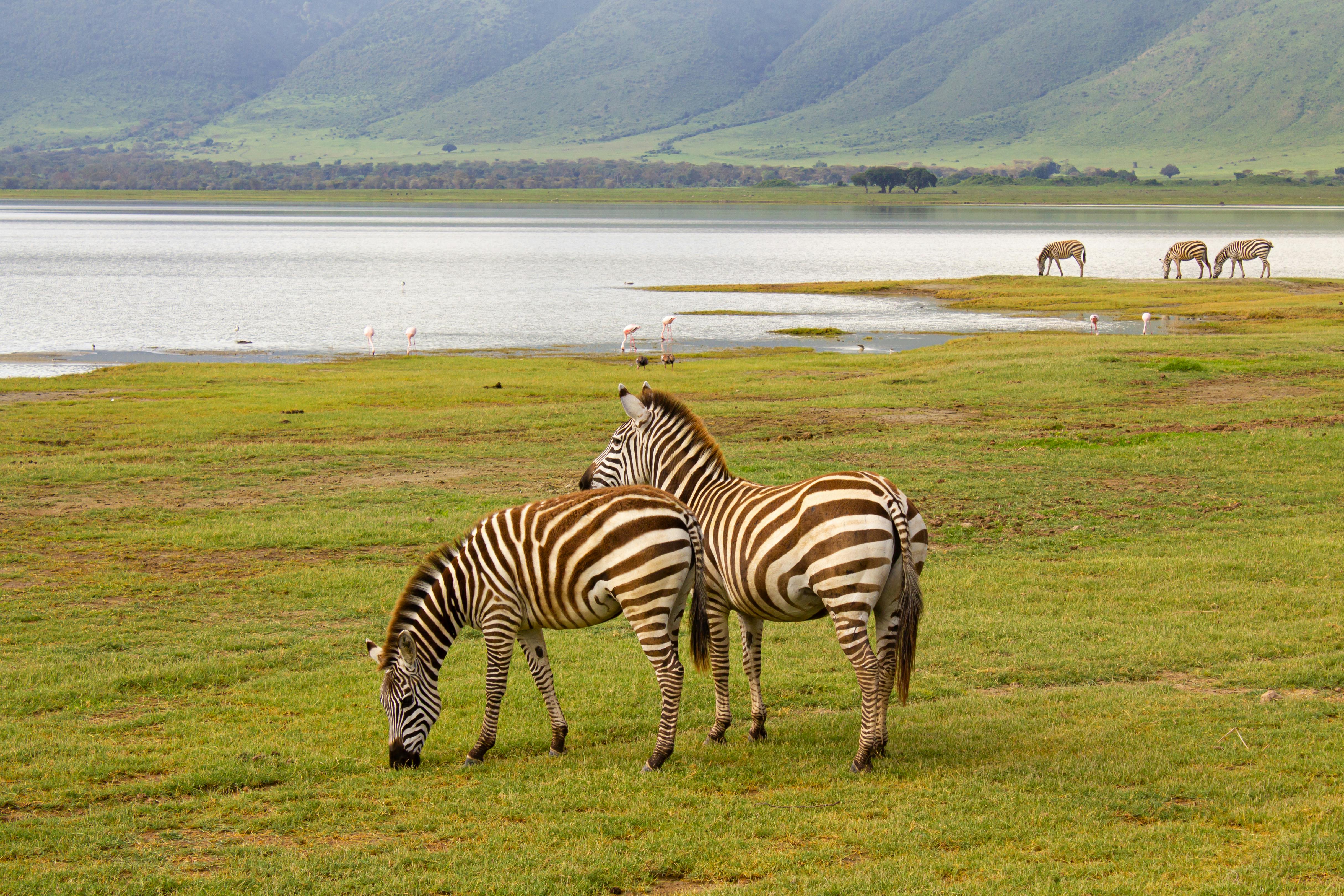 background image for - 2-Day Tanzania Sharing Safari Tour
