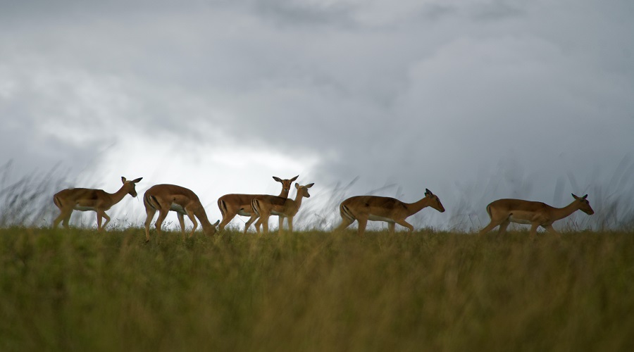 Image number 4 for 5 Days Tanzania Joining Safari 2026-2027