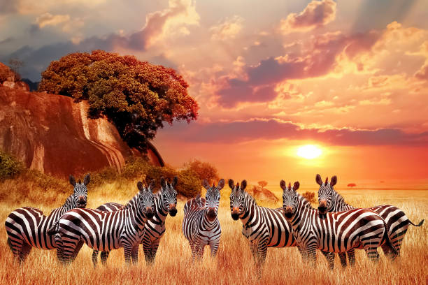 background image for - 9 Days Tanzania Vacation Safari 