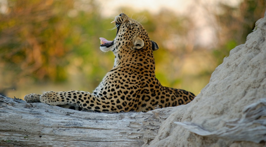 Image number 1 for 3 Days Tanzania Luxury Safari 2026-2027